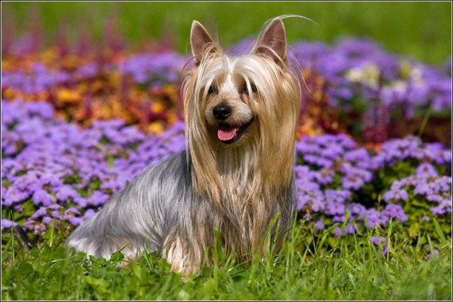 Австралийский шелковистый терьер