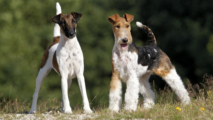 размер собаки Жесткошёрстный фокстерьер