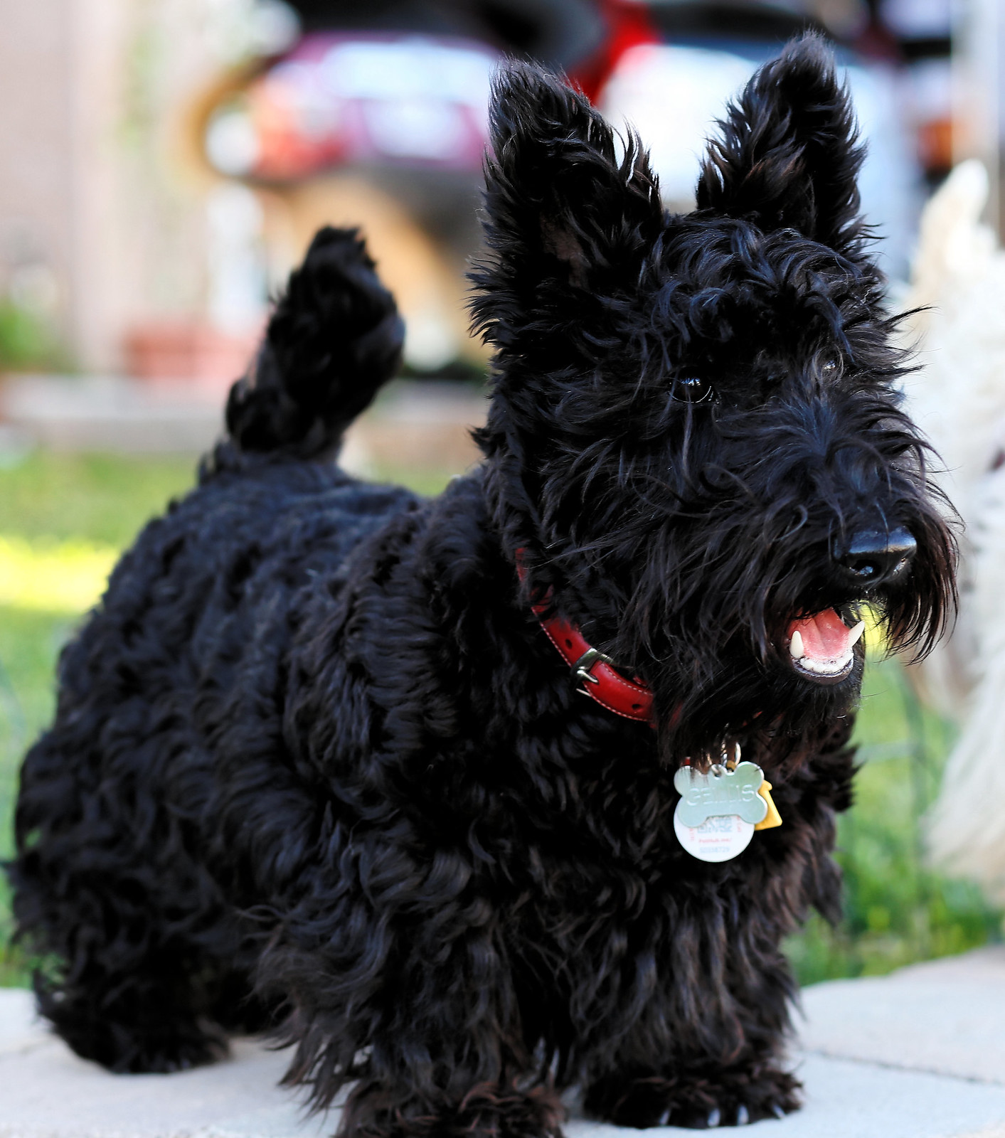 фото собаки Шотландский терьер