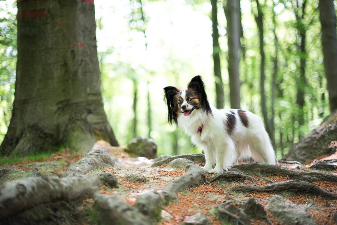 размер породы фален 