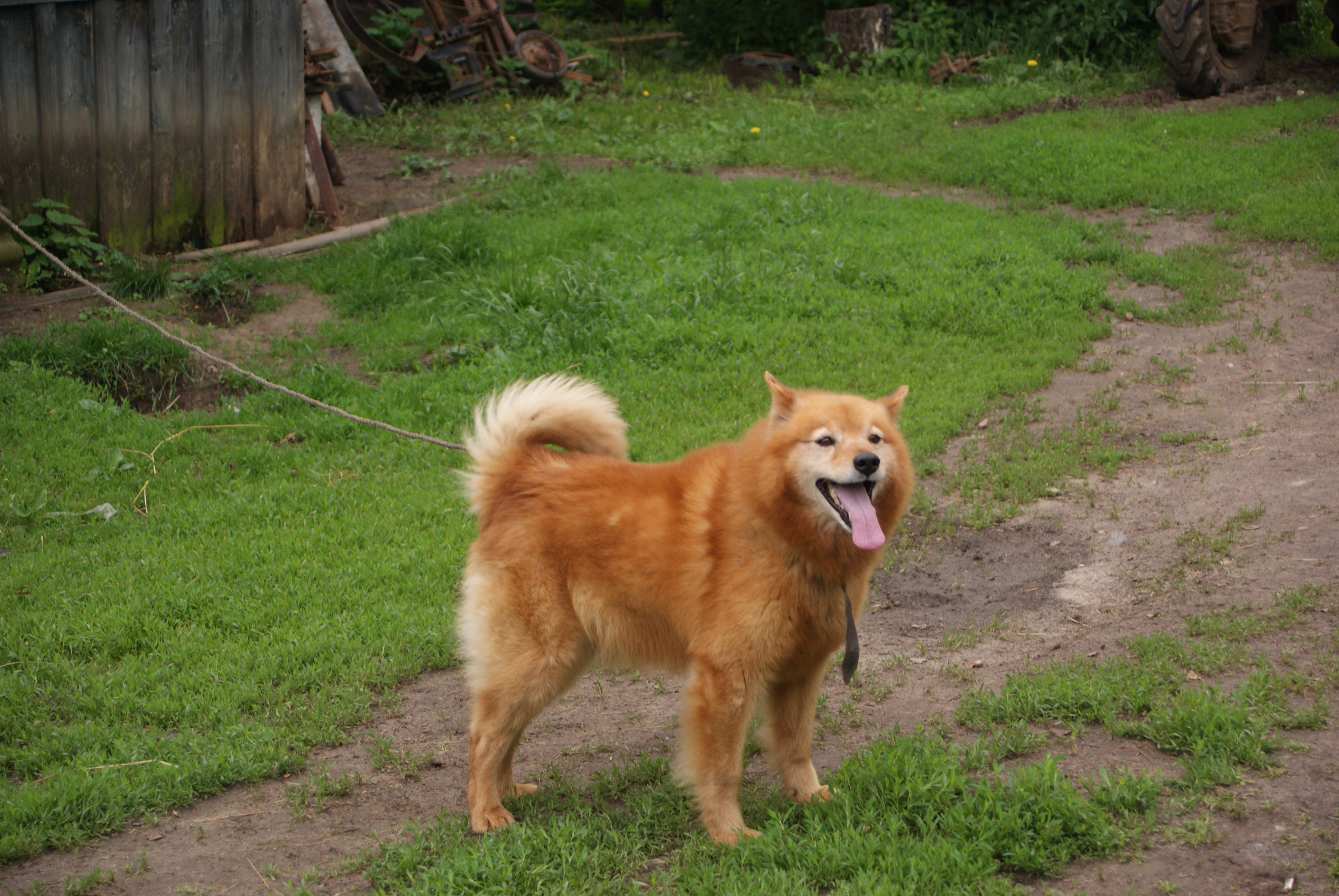 размер породы Хеллефорсхунд