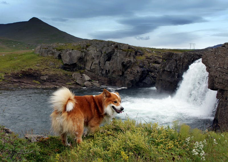 Исландская собака - все о породе