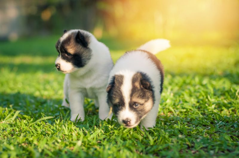 щенки собаки Тайский бангку