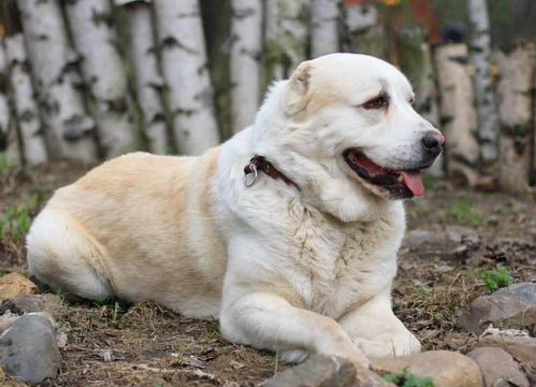 Алабай: фото собаки, описание породы, цена щенков и уход