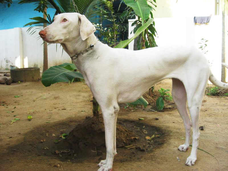 размер породы Раджапалайям