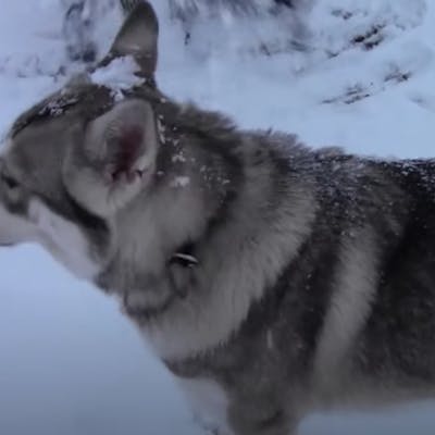 Северная инуитская собака - энергичный псевдоволк