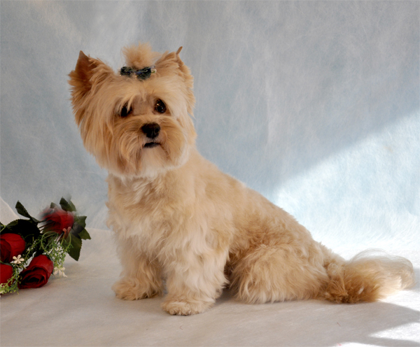 собака Русская салонная собака