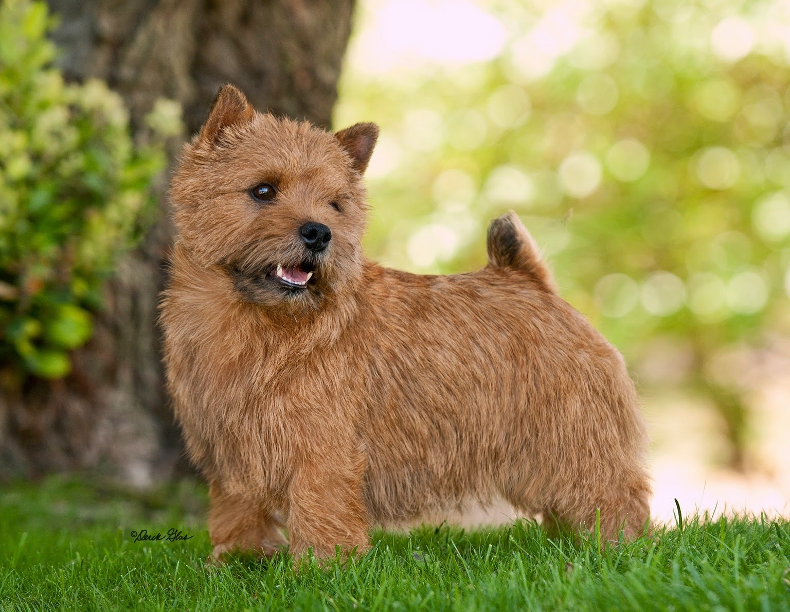 Породы собак - компаньонов - ТОП 10 с фото и названиями