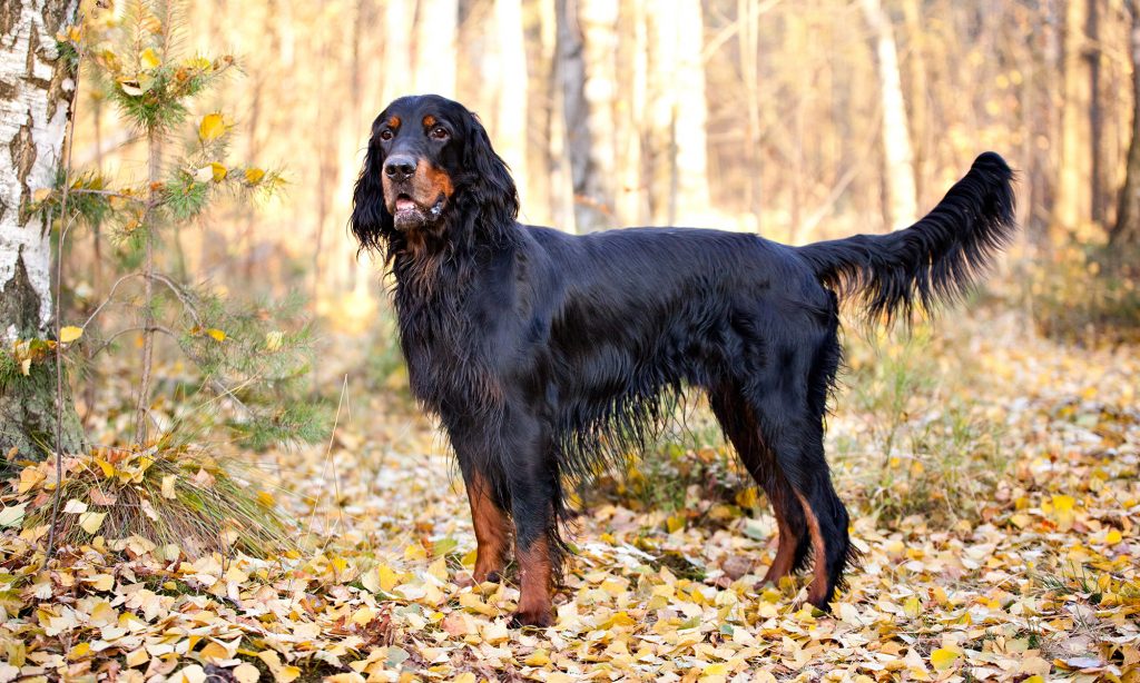 размер породы Шотландский сеттер
