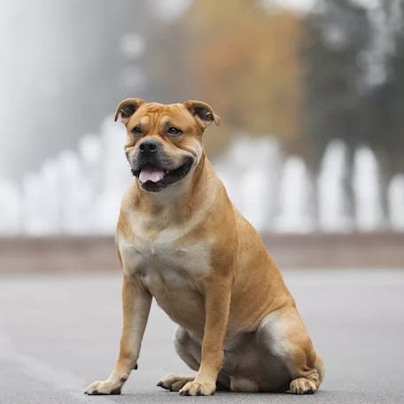 КА-ДЕ-БО: Фото, описание, характер, цена собаки, отзывы - полная информация