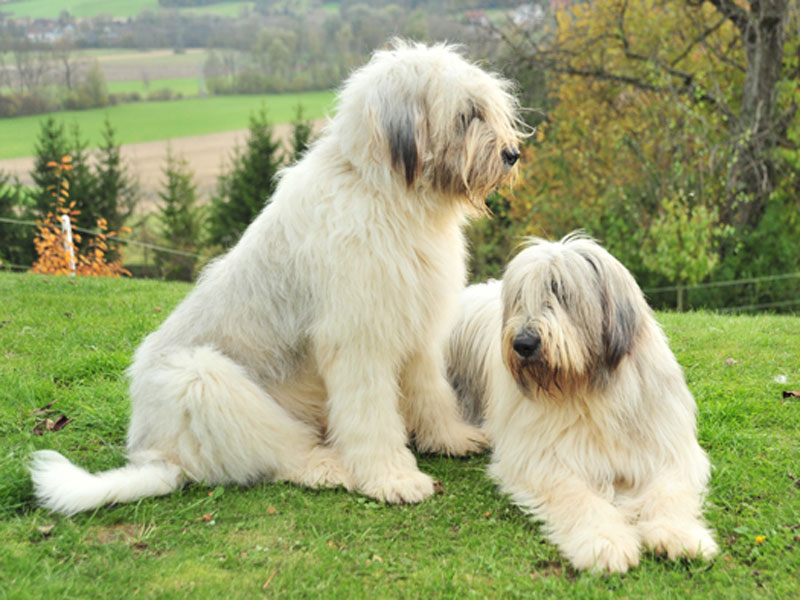 размер породы Румынская миоритская овчарка