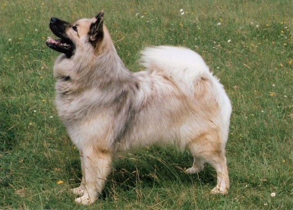 порода собаки Евразиер