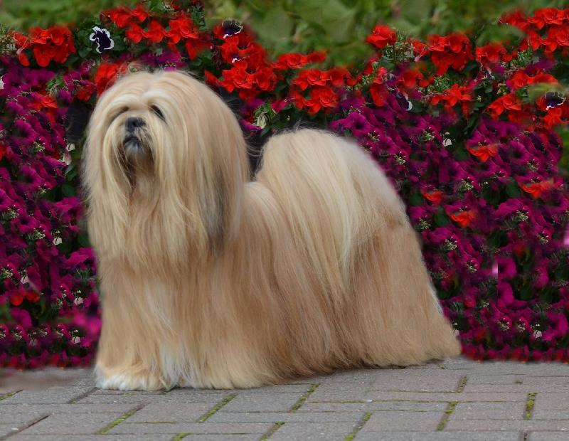 фото породы Лхаса апсо