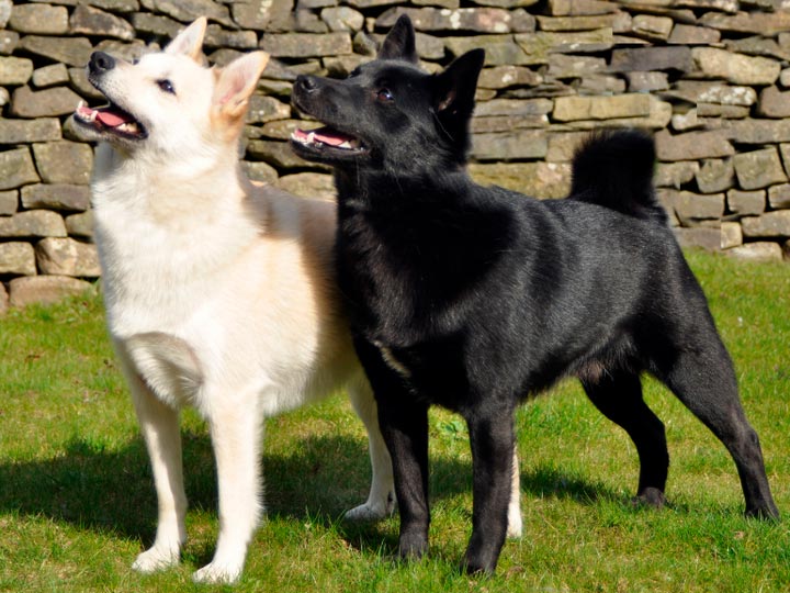 окрас породы Норвежский бухунд