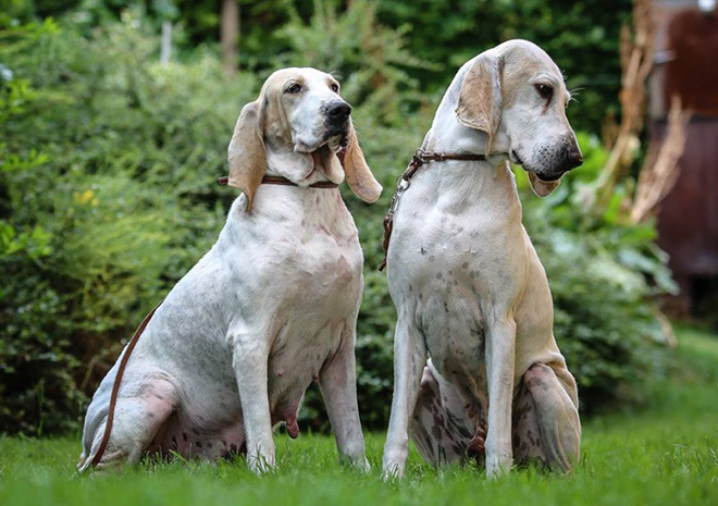 окрас породы Фарфоровая гончая