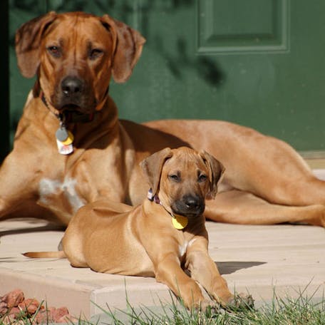 мама и щенок породы Родезийский риджбек