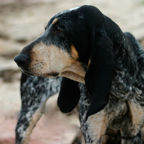 Голубой гасконский бассет
