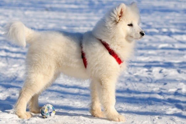 Американская эскимосская собака – все о породе