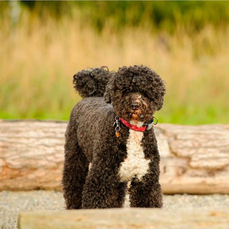 Португальская водяная собака: фото, цена, характеристика, вес, рост | Новости породы