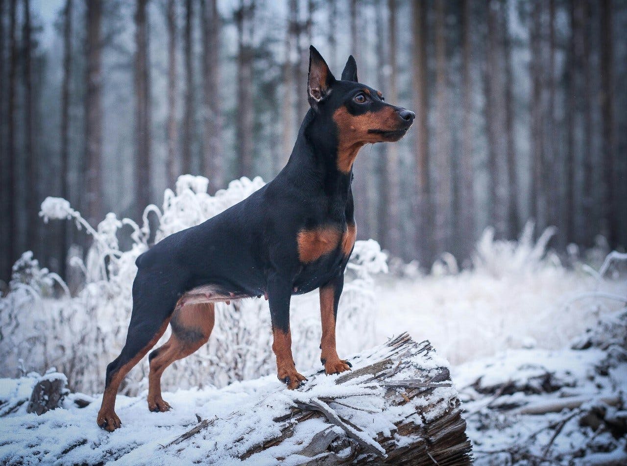 Порода собак карликовый пинчер: описание породы, характер, содержание