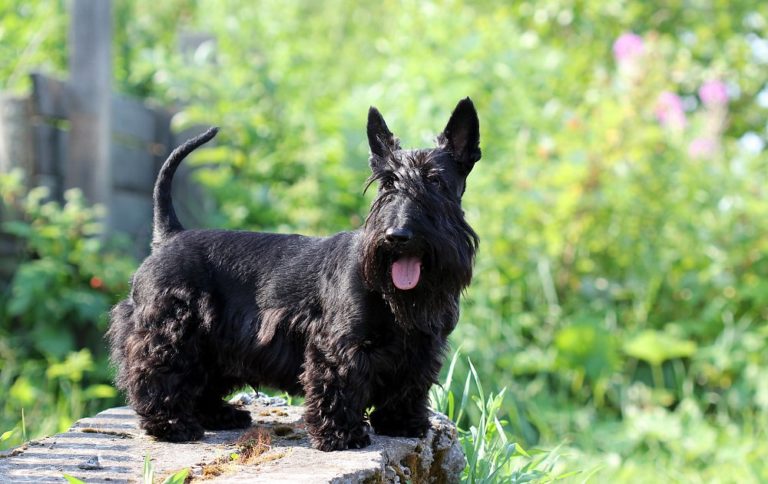 собака породы Шотландский терьер