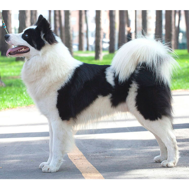 Якутская лайка