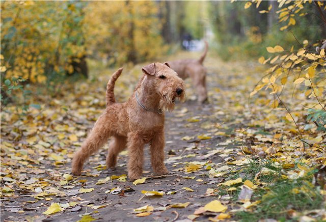 размер породы Лейкленд-терьер