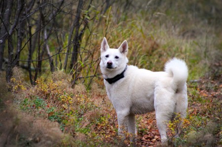 размер породы Шведский белый элкхунд