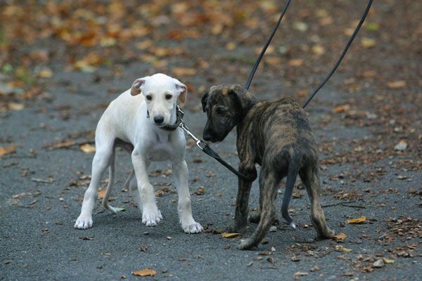 щеки собаки испанский гальго