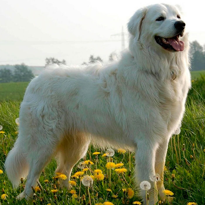 Словацкий чувач