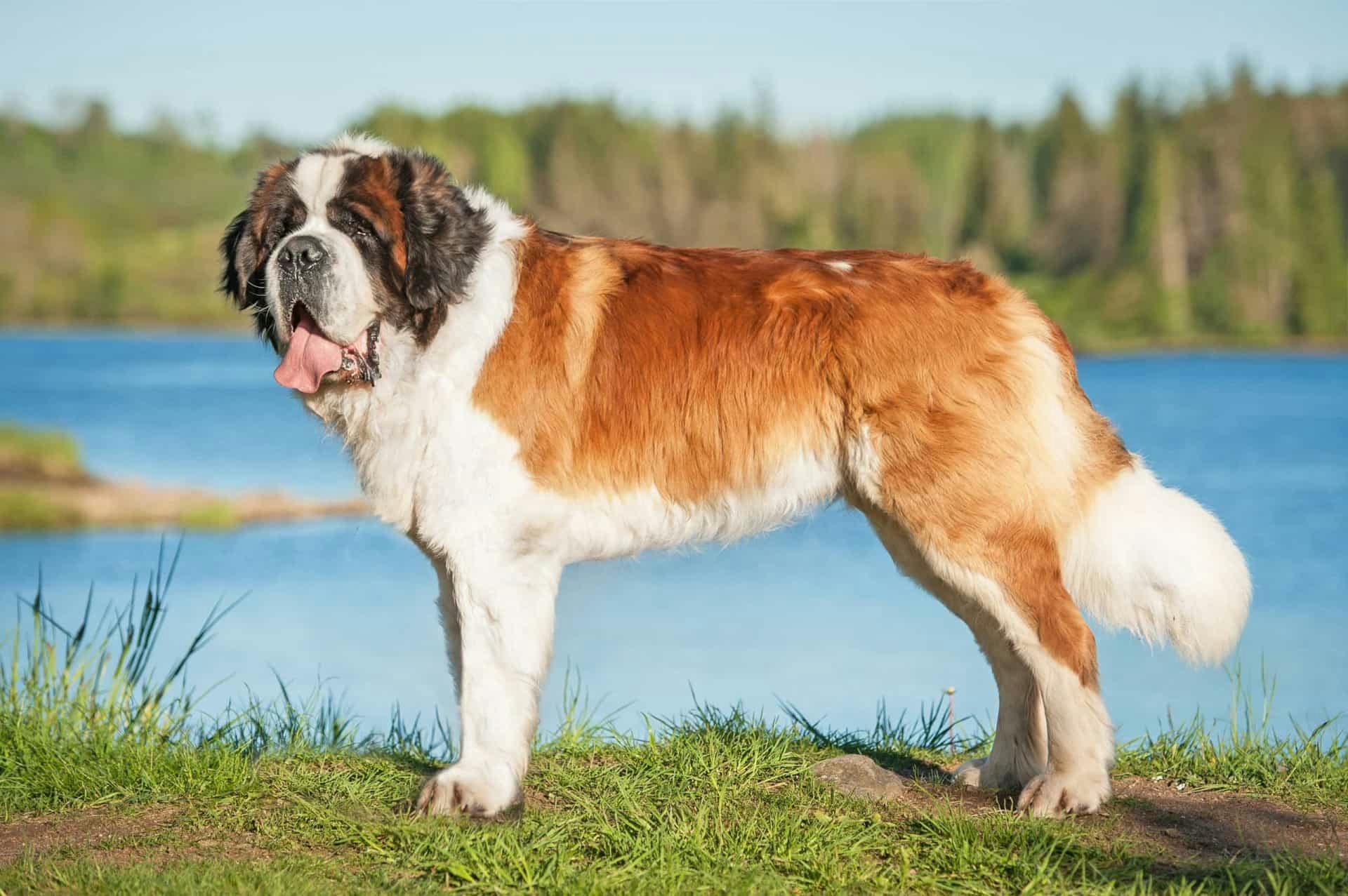 Сенбернар: порода собаки святого Бернара, бернардинер | Информация и характеристики породы