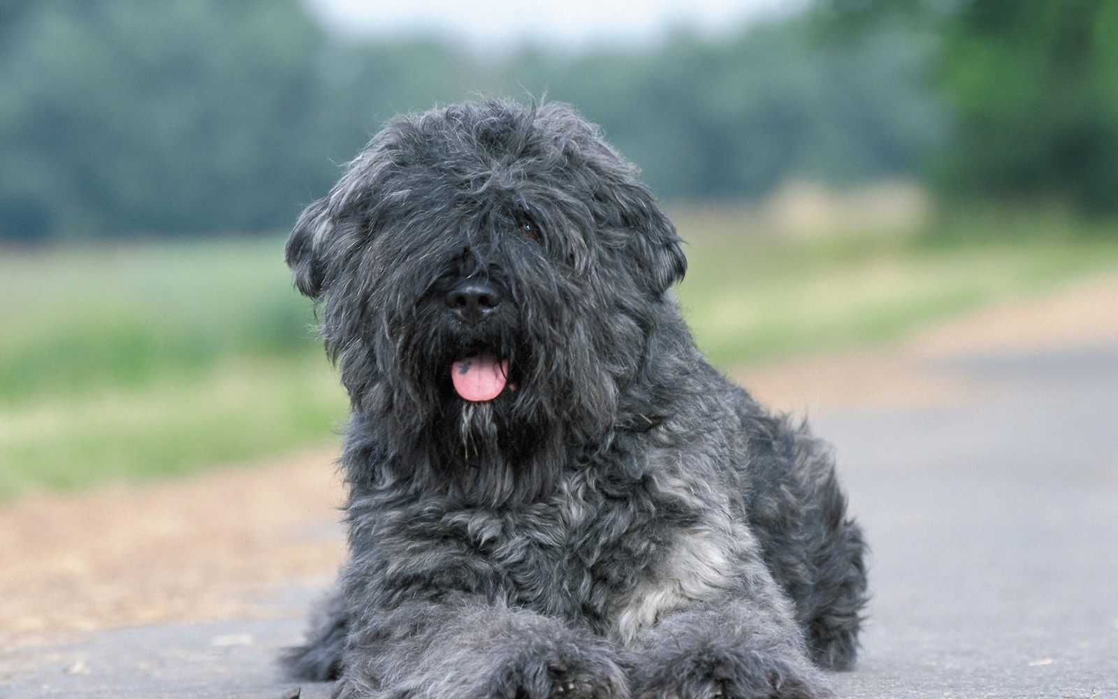 собака породы Фландрский бувье