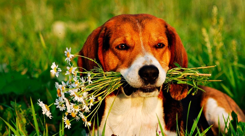 собака Финская гончая