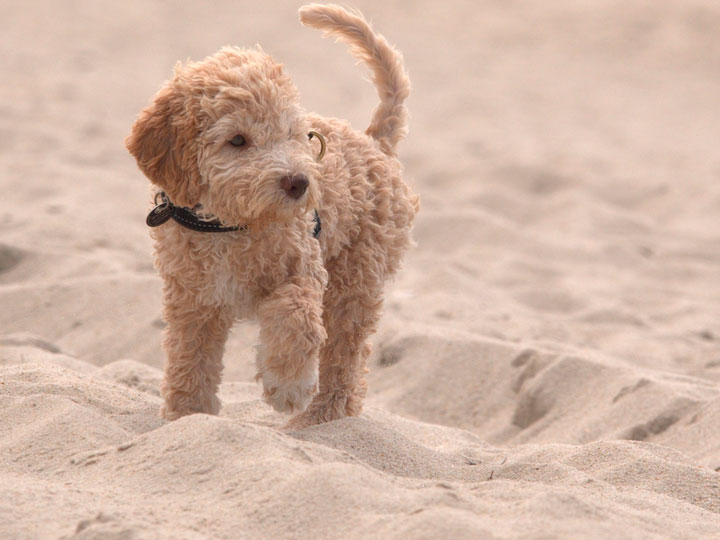 фото породы Лаготто-романьоло