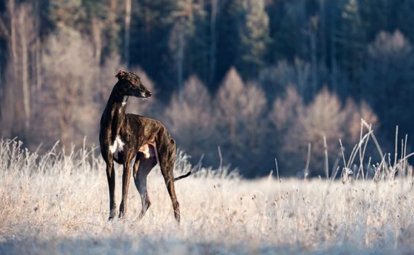 собака Хортая борзая