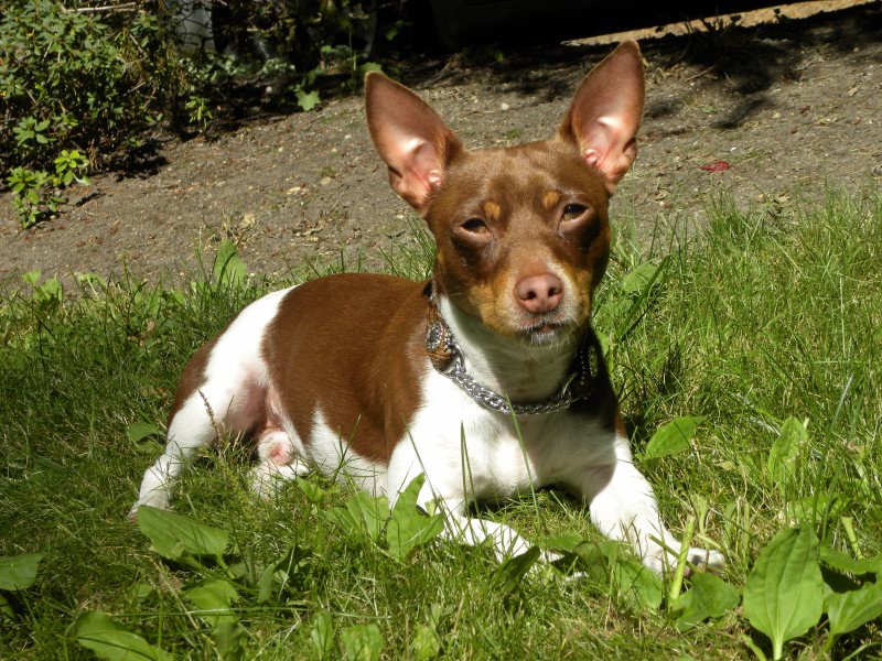 окрас породы Тедди-рузвельт-терьер