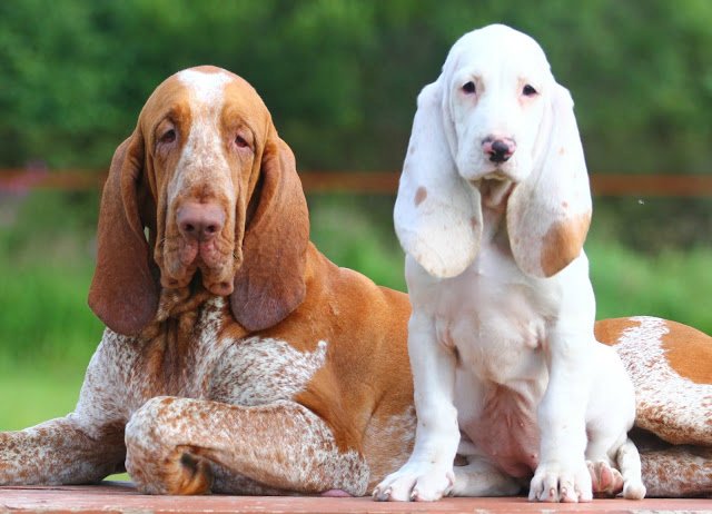 собака Испанская гончая