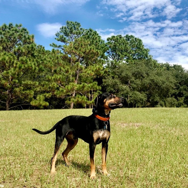 собака породы Трансильванская гончая