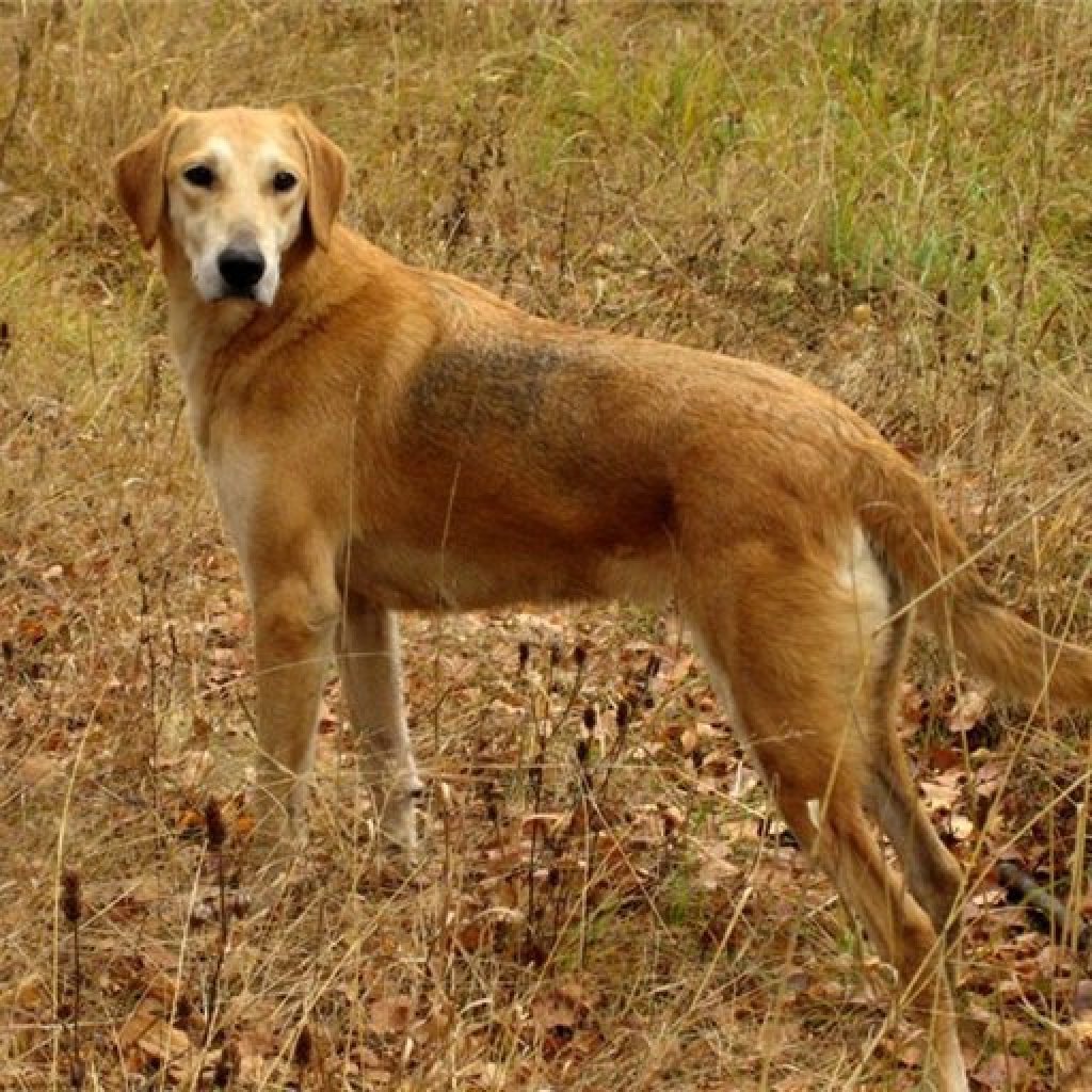 окрас породы Русская гончая