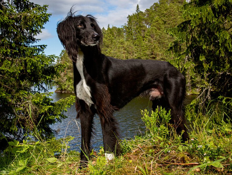 собака Тайган