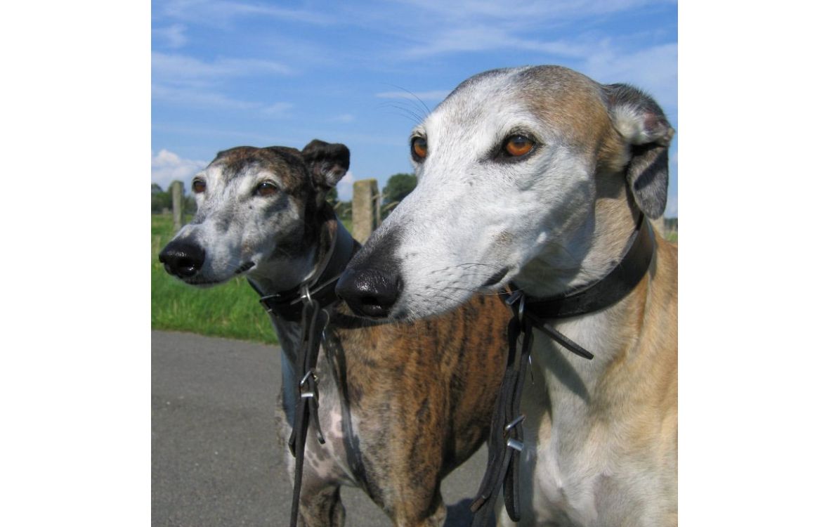 окрас породы испанский гальго