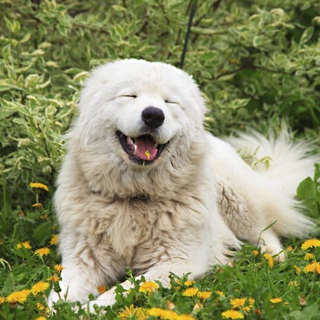 собака Мареммо-абруццкая овчарка