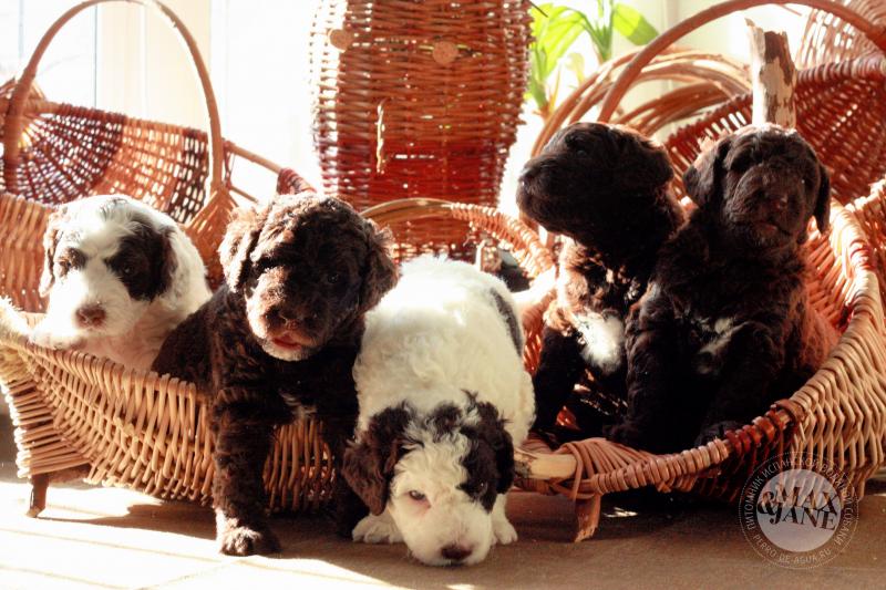 щенки породы Испанская водяная собака