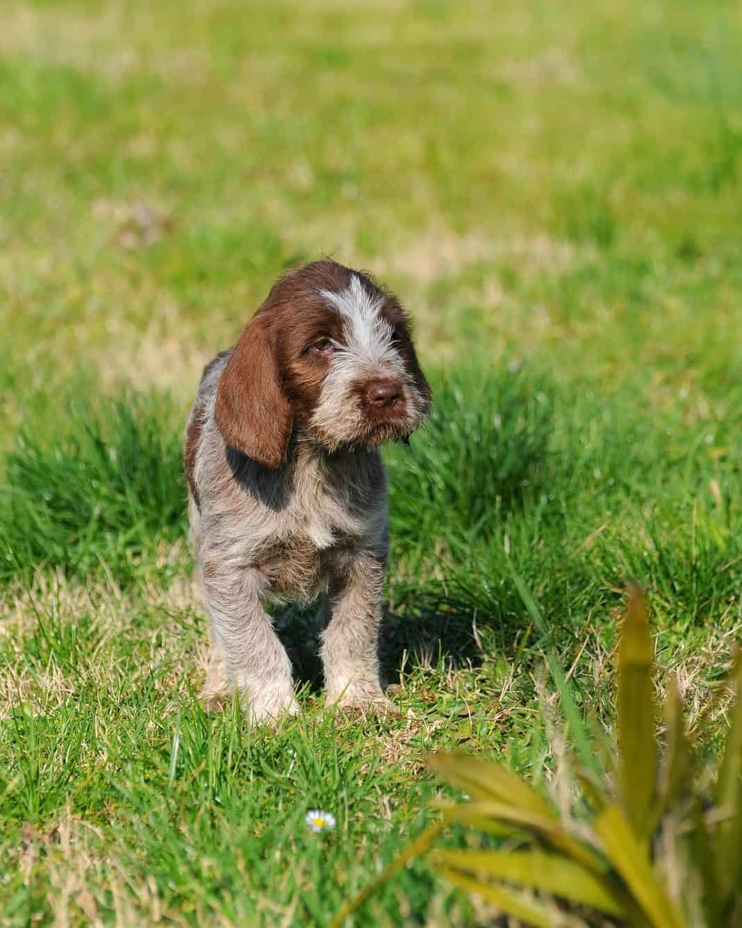 щенок порды Итальянский спиноне