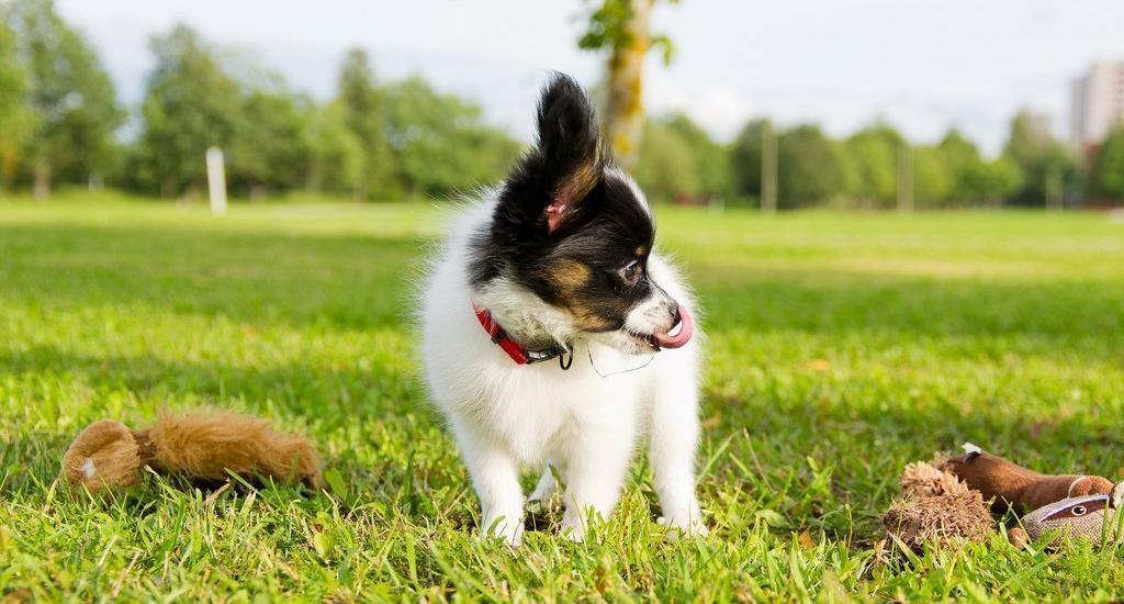 щенок породы Папильон