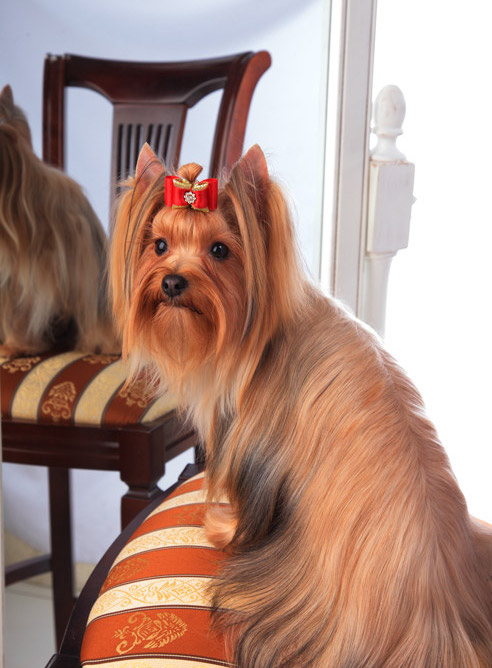 собака породы Русская салонная собака