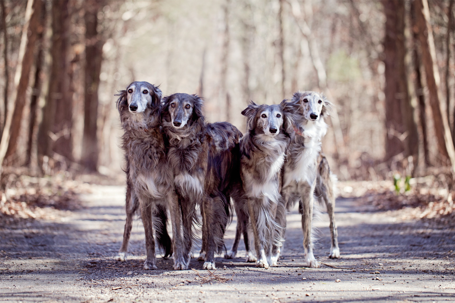 фото породы Шелковистый виндхаунд
