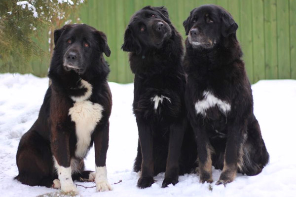 окрас породы Тувинская овчарка