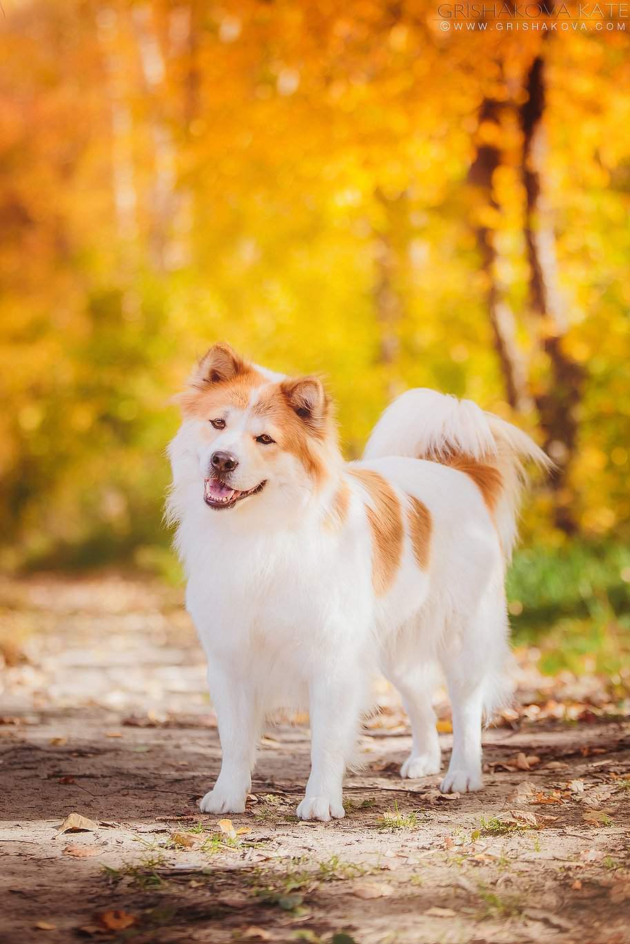 Тайский бангку