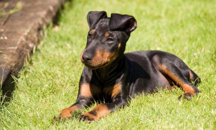 фото породы Манчестер-терьер